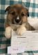 Pembroke Welsh Corgi Puppies for sale in Memphis, MO 63555, USA. price: $1,000