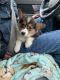 Pembroke Welsh Corgi Puppies for sale in Columbus, OH, USA. price: NA