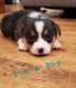 Pembroke Welsh Corgi Puppies for sale in Baytown, TX 77521, USA. price: NA