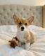 Pembroke Welsh Corgi Puppies for sale in New York, NY, USA. price: $1,000
