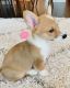 Pembroke Welsh Corgi Puppies for sale in New York, NY, USA. price: $1,200