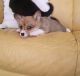 Pembroke Welsh Corgi Puppies for sale in Houston, TX, USA. price: $500
