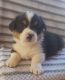 Pembroke Welsh Corgi Puppies for sale in Chowchilla, CA 93610, USA. price: $2,000