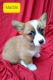 Pembroke Welsh Corgi Puppies for sale in Murphy, NC 28906, USA. price: $900