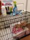 Pembroke Welsh Corgi Puppies for sale in Kent, WA, USA. price: $3,500