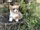 Pembroke Welsh Corgi Puppies for sale in Orofino, ID 83544, USA. price: $2,200