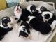 Pembroke Welsh Corgi Puppies for sale in Leamington, UT 84638, USA. price: $1,800