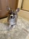 Pembroke Welsh Corgi Puppies for sale in Finlayson, MN 55735, USA. price: NA