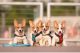 Pembroke Welsh Corgi Puppies for sale in 105 Coffee Rd, Harrisburg, IL 62946, USA. price: $800