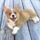 Pembroke Welsh Corgi Puppies for sale in New York, NY, USA. price: $700
