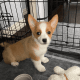 Pembroke Welsh Corgi Puppies for sale in New York, NY, USA. price: $600