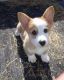 Pembroke Welsh Corgi Puppies for sale in New York, NY, USA. price: $800