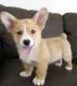 Pembroke Welsh Corgi Puppies for sale in New York, NY, USA. price: $600