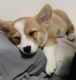 Pembroke Welsh Corgi Puppies for sale in Canton, OH 44720, USA. price: $1,200