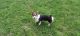Pembroke Welsh Corgi Puppies for sale in Mystic Islands, NJ 08087, USA. price: $1,500