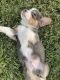 Pembroke Welsh Corgi Puppies for sale in Godley, TX 76044, USA. price: $3,500