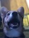 Pembroke Welsh Corgi Puppies for sale in Addison, TX, USA. price: $2,500