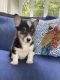 Pembroke Welsh Corgi Puppies for sale in Savannah, GA, USA. price: $550