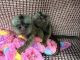 Pensillita Marmoset Animals for sale in Miami Beach, FL, USA. price: $1,500