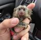 Pensillita Marmoset Animals for sale in Ithaca, NY, USA. price: NA