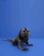 Pensillita Marmoset Animals for sale in Chicago, IL, USA. price: $1,500