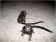 Pensillita Marmoset Animals for sale in Hollywood, FL, USA. price: NA