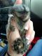 Pensillita Marmoset Animals for sale in Knoxville, TN, USA. price: NA