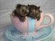 Pensillita Marmoset Animals for sale in Pittsfield, PA 16340, USA. price: $380