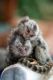 Pensillita Marmoset Animals for sale in Surrey, BC, Canada. price: NA