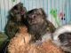 Pensillita Marmoset Animals for sale in Billings, MT, USA. price: NA