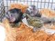 Pensillita Marmoset Animals for sale in New Haven, CT, USA. price: NA