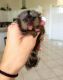 Pensillita Marmoset Animals for sale in Fort Worth, TX, USA. price: NA