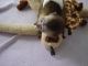Pensillita Marmoset Animals for sale in Columbus, OH, USA. price: $280