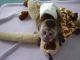 Pensillita Marmoset Animals for sale in Salt Lake City, UT, USA. price: NA