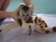 Pensillita Marmoset Animals for sale in Boston, MA, USA. price: NA