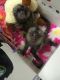 Pensillita Marmoset Animals for sale in Omaha, NE 68101, USA. price: $540
