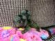 Pensillita Marmoset Animals for sale in Aurora, IL, USA. price: $380