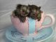 Pensillita Marmoset Animals for sale in Milwaukee, WI 53201, USA. price: $540