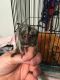 Pensillita Marmoset Animals for sale in Governors Island, New York, NY 11231, USA. price: NA