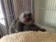 Pensillita Marmoset Animals for sale in Stuart, FL 34997, USA. price: $500