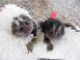 Pensillita Marmoset Animals for sale in Fort Worth, TX, USA. price: NA