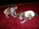 Pensillita Marmoset Animals for sale in Los Angeles, CA, USA. price: NA
