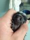 Pensillita Marmoset Animals for sale in Adell, WI 53001, USA. price: NA