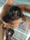 Pensillita Marmoset Animals for sale in 10000 NY-25A, Jackson Heights, NY 11372, USA. price: NA