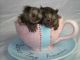 Pensillita Marmoset Animals for sale in Seattle, WA 98122, USA. price: NA