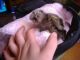 Pensillita Marmoset Animals for sale in US-46, New Jersey, USA. price: NA
