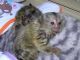 Pensillita Marmoset Animals for sale in Kentucky Ave, Paterson, NJ 07503, USA. price: NA