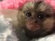Pensillita Marmoset Animals for sale in Kentucky Ave, Paterson, NJ 07503, USA. price: NA
