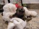 Pensillita Marmoset Animals for sale in Galveston, TX, USA. price: NA