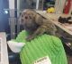 Pensillita Marmoset Animals for sale in Flushing, Queens, NY, USA. price: $450